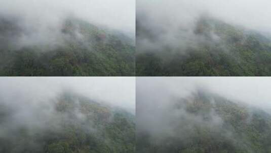 重庆山火后，北碚缙云山迎来降雨，云雾缭绕高清在线视频素材下载