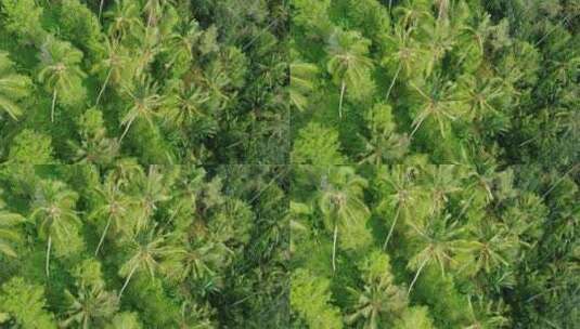 航拍的棕榈林景观高清在线视频素材下载