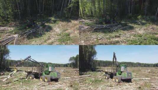 伐木机砍伐树木，切割树枝，以便运至木工厂高清在线视频素材下载