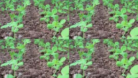 绿色蔬菜豌豆尖小苗蔬菜种植运镜高清在线视频素材下载