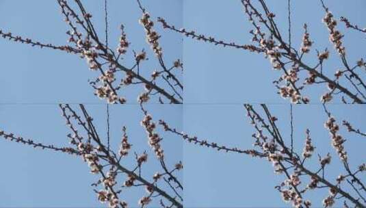 蜜蜂蜂拥在树枝上。蓝色背景上开花的杏树枝高清在线视频素材下载