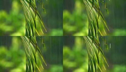 雨落在蕨类植物上高清在线视频素材下载