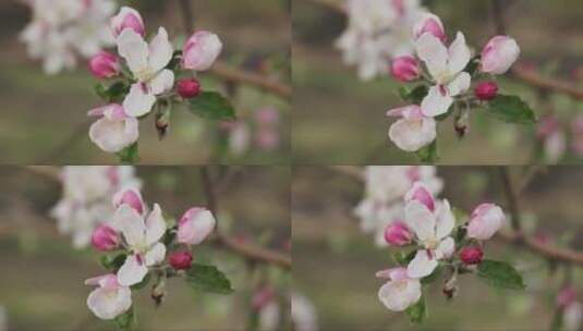 春天盛开的苹果树高清在线视频素材下载