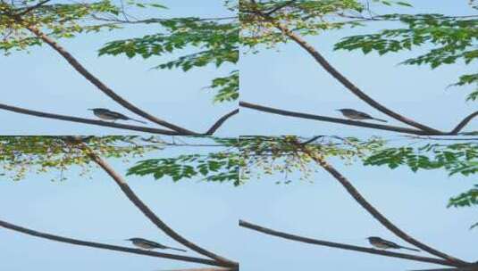 一只鹊鸲停留在苦楝树上高清在线视频素材下载