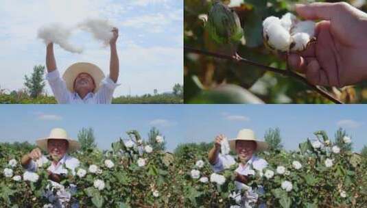 现摘棉花高清在线视频素材下载