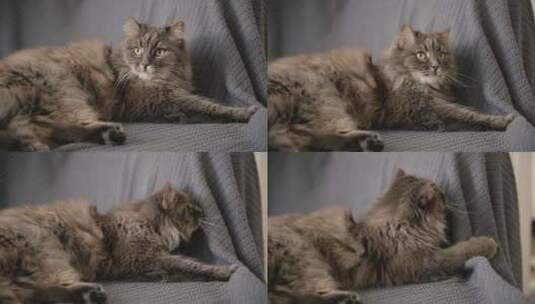 趴在沙发上的小猫高清在线视频素材下载
