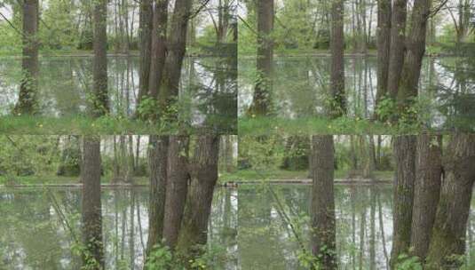 池塘边的树木高清在线视频素材下载