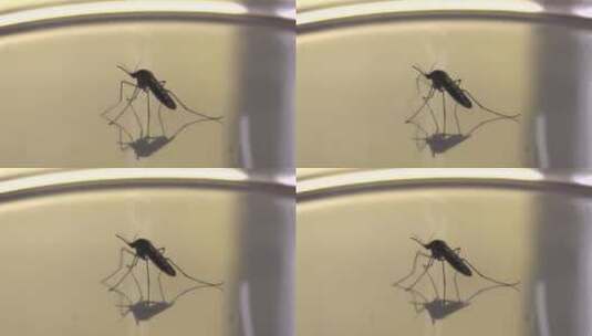蚊子在镜片上的特写高清在线视频素材下载