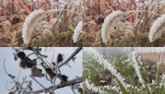 植物上的霜视频合集高清在线视频素材下载