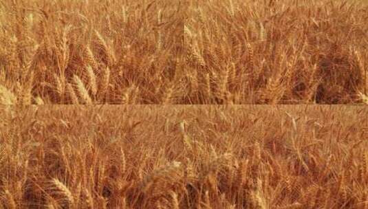 金色的麦子在日落时随风摇曳高清在线视频素材下载