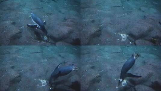 企鹅在海底觅食寻找食物高清在线视频素材下载