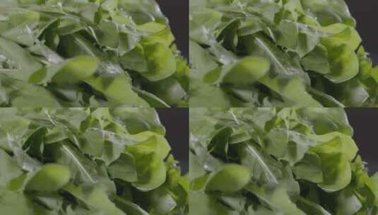 婆婆丁野菜LOG视频素材高清在线视频素材下载