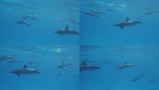 海豚在海洋里畅游的特写高清在线视频素材下载