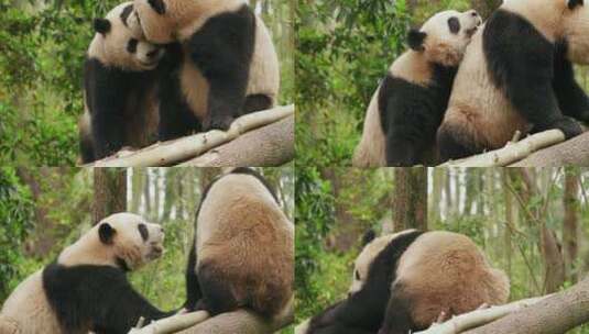 两只国宝大熊猫玩耍求爱交配高清在线视频素材下载