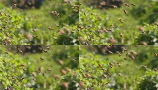 特写慢镜头春天的蜜蜂蜂群飞舞高清在线视频素材下载