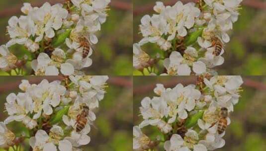 春暖花开蜜蜂采蜜特写高清在线视频素材下载