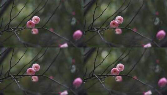 春雨中的粉色梅花高清在线视频素材下载