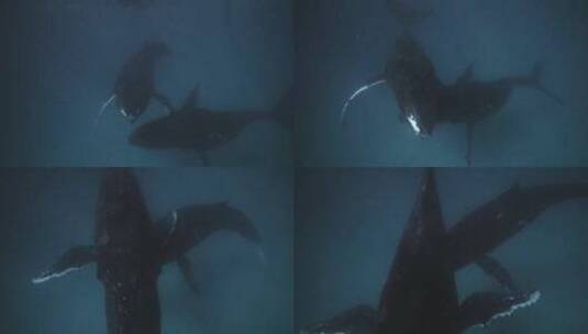 海洋中的座头鲸高清在线视频素材下载