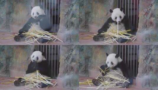 2024广州动物园大熊猫雅一星一高清在线视频素材下载