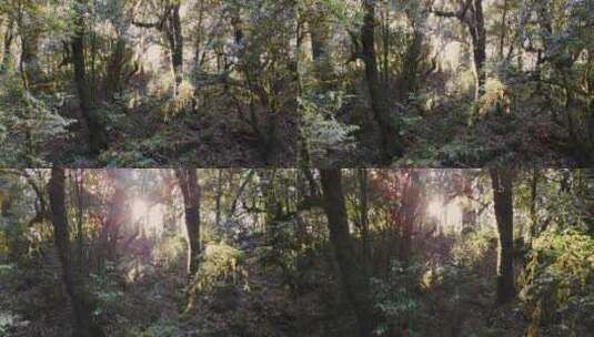 阳光森林原始森林高清在线视频素材下载