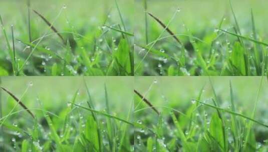 小草上的露珠高清在线视频素材下载