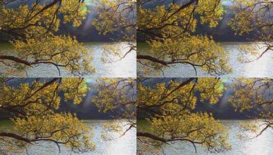 秋天湖面上金黄色树叶摇动高清在线视频素材下载
