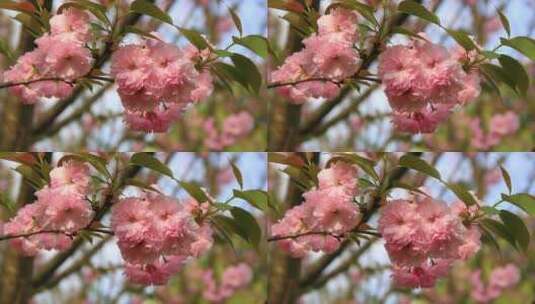 春分时节盛开花实拍高清在线视频素材下载