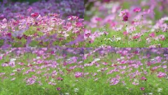 格桑花花海高清在线视频素材下载