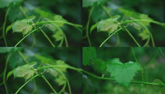 下雨天雨打树叶雨滴滴落高清在线视频素材下载