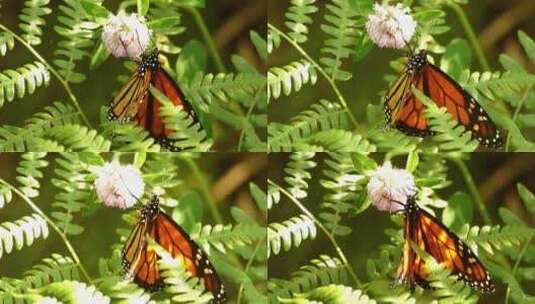 蝴蝶停在花朵上特写高清在线视频素材下载