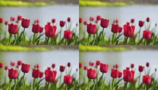 春天湖水边低视角的郁金香花朵特写高清在线视频素材下载