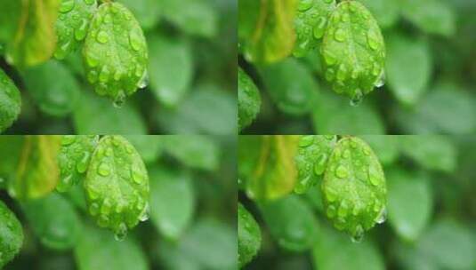 春天雨天植物叶子雨滴雨水的自然治愈风景高清在线视频素材下载