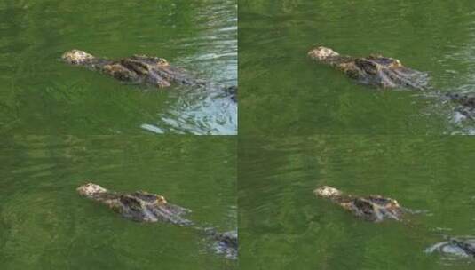 鳄鱼在绿色沼泽水中游泳浑浊的沼泽河泰国亚高清在线视频素材下载