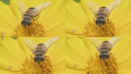 春天惊蛰昆虫万物复苏高清在线视频素材下载