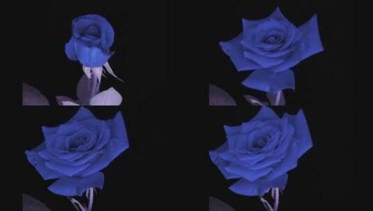 玫瑰开花高清在线视频素材下载