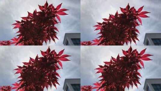 春天阳光下生长的红枫枝叶高清在线视频素材下载