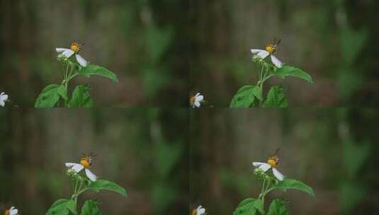 蜜蜂白花鬼针草开花高清在线视频素材下载