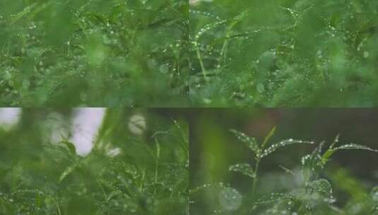 雨后小草丛绿植水珠露珠高清在线视频素材下载