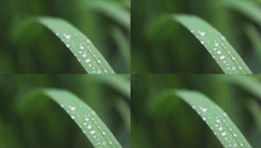 （慢镜）下雨天挂着水珠的绿叶微距特写高清在线视频素材下载