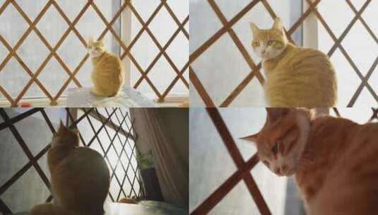 阳台橘色小猫宠物猫抑郁不开心看窗外想出去高清在线视频素材下载