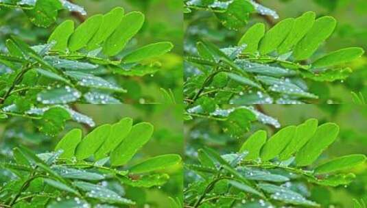 夏季下雨天山林植物树叶水珠特写高清在线视频素材下载