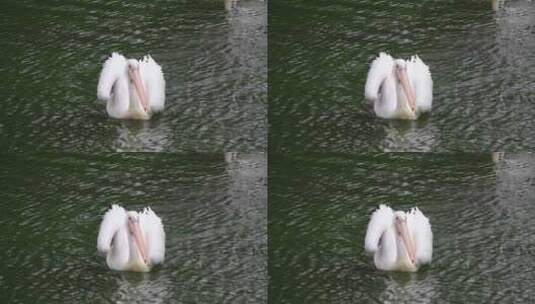 广州动物园，白醍醐欢快地在水上游泳。高清在线视频素材下载