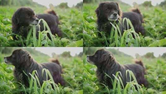 美丽的冲狗有趣的吃草，狗在绿草上高清在线视频素材下载