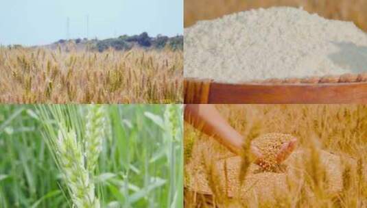 小麦麦田 麦穗 面粉高清在线视频素材下载