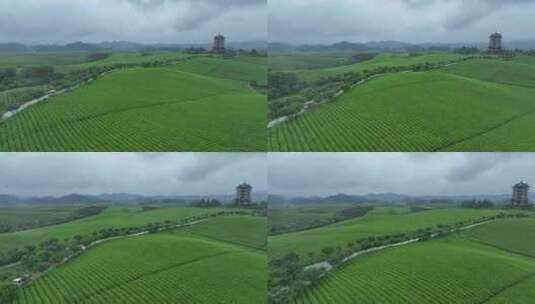 航拍贵州遵义湄潭茶园茶场春季雨后风景高清在线视频素材下载