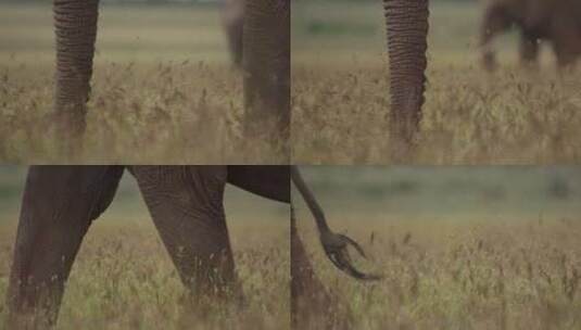 大象，哺乳动物，草原，非洲高清在线视频素材下载