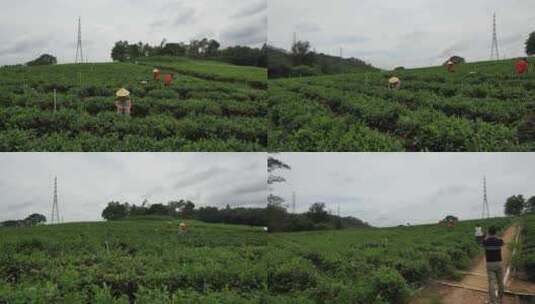 茶山采茶 研学 户外拓展绿茶体验高清在线视频素材下载