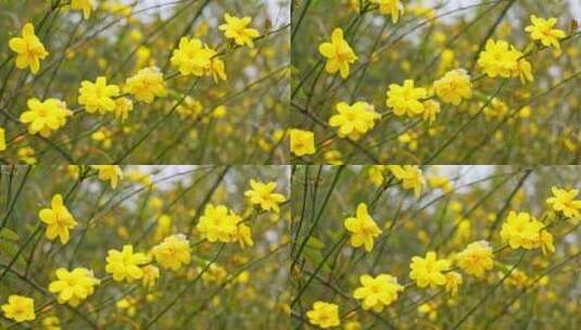 早春迎春花清明花小黄花花簇花瓣花蕊花朵高清在线视频素材下载