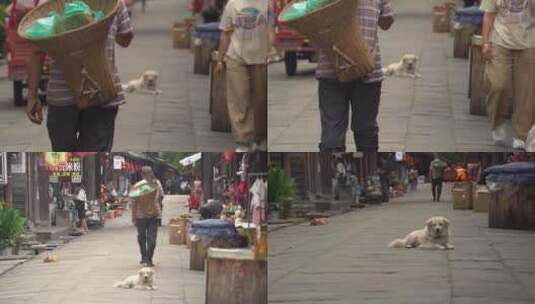 古街道的流浪狗高清在线视频素材下载