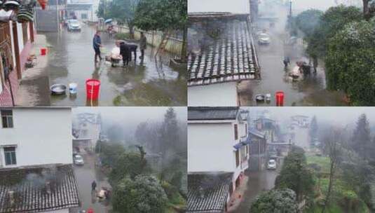 农村杀猪杀年猪过年农村春节民俗猪肉年猪高清在线视频素材下载